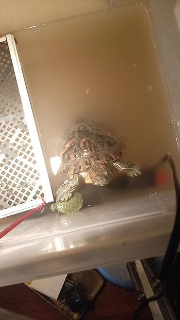 А/ч жаныбарлары үчүн тоюттар: Красноухие черепахи (Trachemys scripta elegans) отдам с кормом итд со — 4