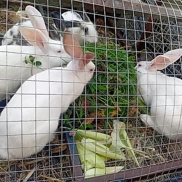 кошки в бишкеке: Продаю | Крольчата | Декоративная | Для разведения — 2