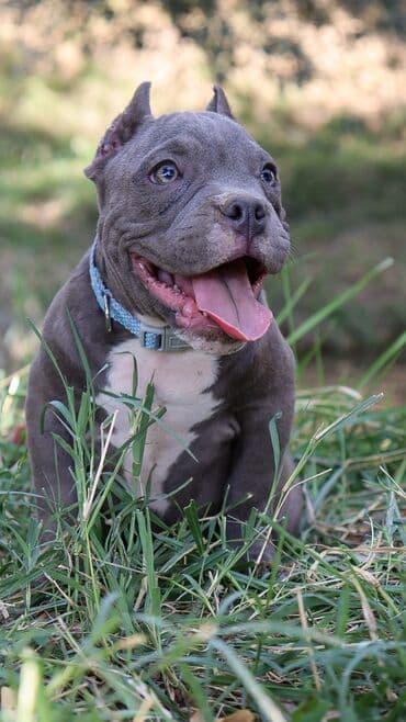 Американский Булли Шикарный кобель продается в лучшие ручки . Имеет