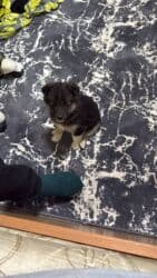 Отдам щенка в хорошие руки
Мальчик игривый at lalafo.kg Отдам щенка в хорошие руки
Мальчик игривый