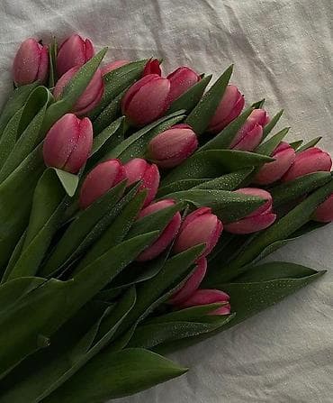 коробка оптом: Открываем бронирование 2026 г.Тюльпаны оптом самые яркие,сочные цвета — 9