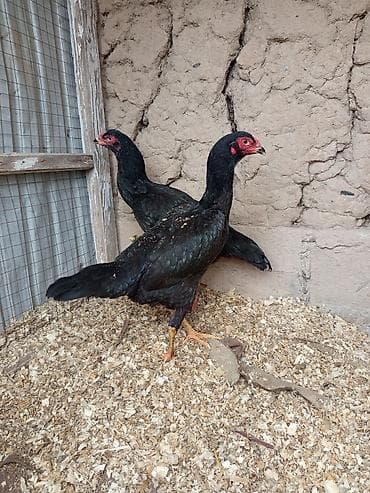 Продаю | Куры | Для разведения