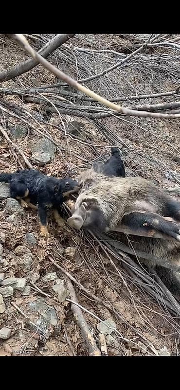 продать животных: 🐾 Щенки ягдтерьера готовы к новым хозяевам! От рабочих родителей — — 6