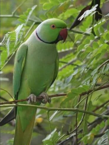 домик для волнистых попугаев: Александрийские попугаи хорошо приручаются к рукам а так же к — 8