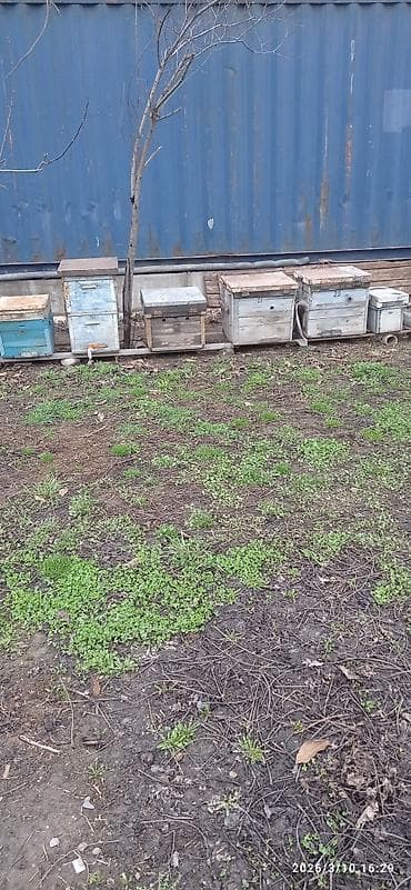 Бал Челектер сатылат 18 рам1.600
 2х корпус 14рамка 2.000