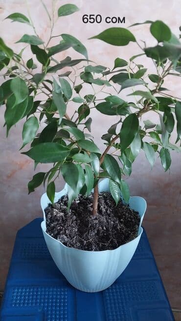 Фикус 650 Спатифилум 450 район Пишпек доставка 150 сом