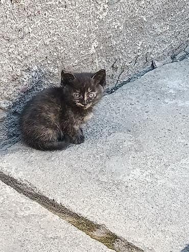 Котята, помёт из трёх малышей. Отдам в хорошие, добрые