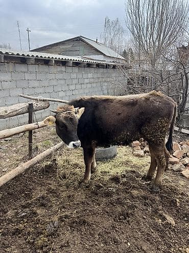 турецкий кангал цена: Телка кунаажын 8месяцев — 5