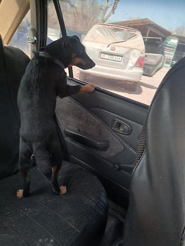 черный русский терьер: Ягдтерьер, 7 месяцев, Самка — 3