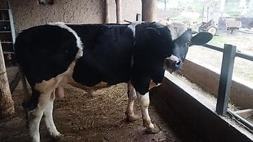 Продаю | Бык (самец) | Голштин | Привязанные at lalafo.kg Продаю | Бык (самец) | Голштин | Привязанные