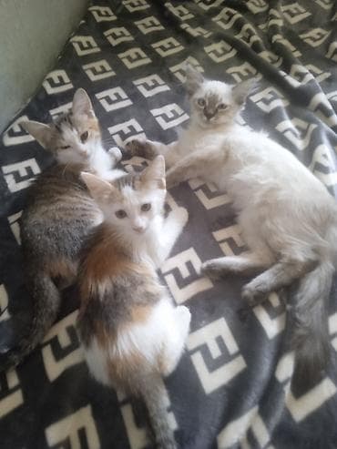 бесплатно кошка: Отдам хороший руки 2 месячных котят девочки и 3 месячного мальчика — 1