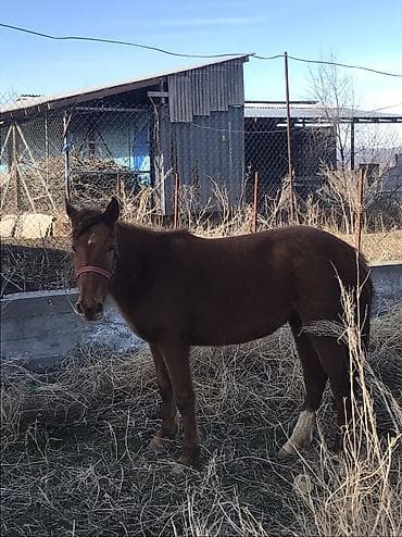 молоко осла: Продаю | Жеребенок — 2