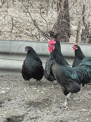 Животные: Продаю куры, петух, индоутки Беловодске — 8