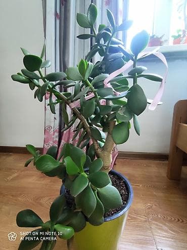 Толстянка (Crassula ovata, «денежное дерево») в декоративных горшках