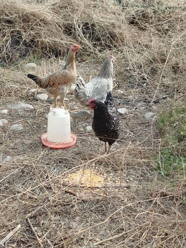 товары для кошек: Тооктор сатылат 4 штук бар алмашу жолдору бар адрес Заря Тынчтык — 2