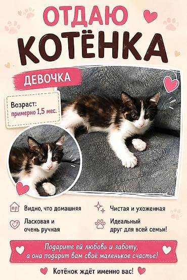 1.5 мес примерно,девочка,видно,что домашняя,ласковая,чистая,ручная