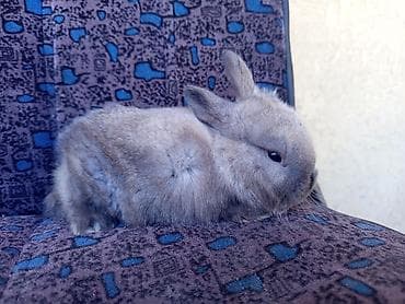 отдам собаку в хорошие руки бишкек: Декоративные крольчата (несколько окрасов: черный, темно-шоколадный — 4