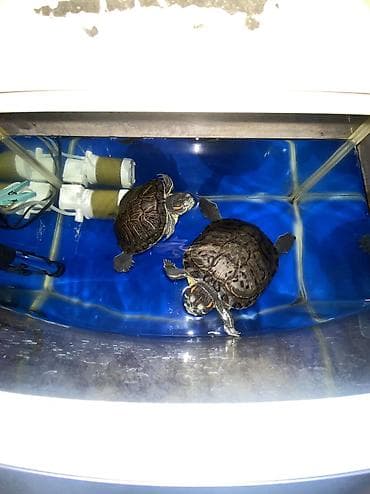 красноухая черепаха: Пара водных черепах (красноухие/желтобрюхие). Особенности: - — 6
