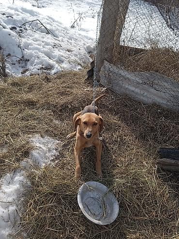 Продажа собак: Салам алейкум жамат учул ИТ ургачы сатылат жашы 1 жаштан Ашты рабочий — 10