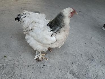 стальная корова: Продаю | Куры | Брама | Для разведения — 2