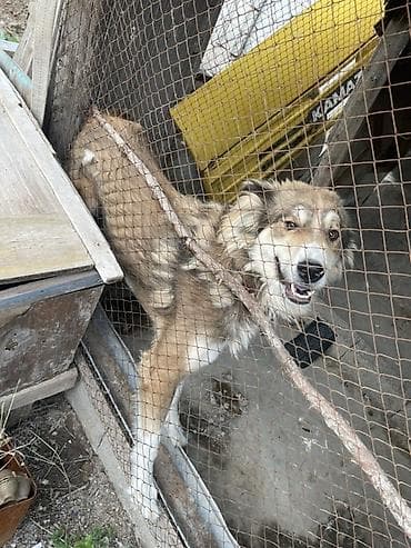 тайган цена: Собака средних/крупных размеров, полудлинношёрстная. Окрас — 3