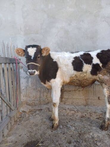 дойных коров: Продаю | Музоо, торпок | На откорм | Привязанные — 3