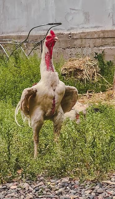 животные птицы: Продаю | Куры | Бойцовая | Для разведения — 4