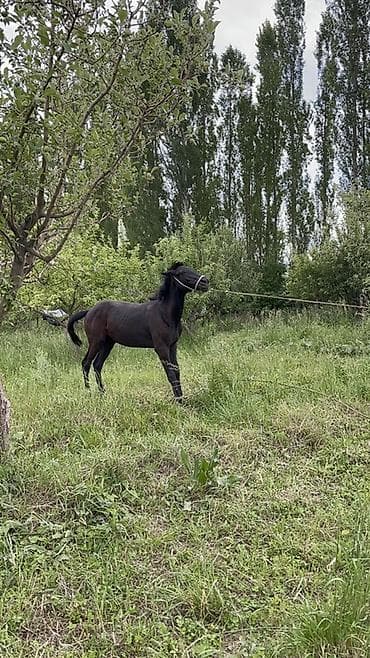 кунаи: Продаю | Жеребец — 5