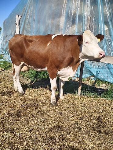 молочные козы: Продаю | Корова (самка) | Швицкая, Монбельярд | Для молока — 5