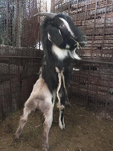 музо алам: Продаю | Коза (самка) | Битал — 1