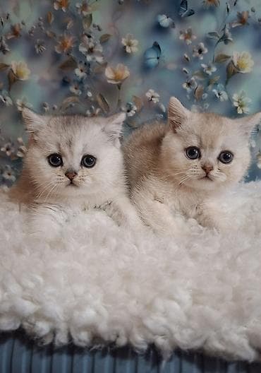 Продажа кошек: Скотиш Страйт (Шотландская прямоухая), 2 месяца, Девочка, Серебристая шиншилла, Приучена к лотку, Проглистована — 2