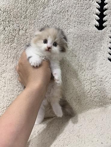 Кошки: Скотиш Фолд (Шотландская вислоухая), 2 месяца, Девочка, Приучена к лотку — 5
