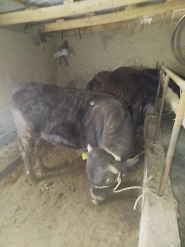 кармушки для коров: Продаю | Бык (самец) | На откорм | Привязанные — 1