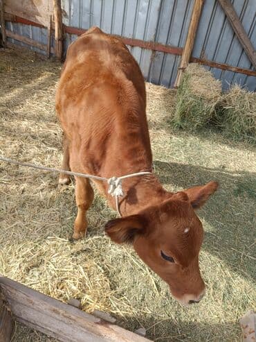 собака булдок: Сатам | Кунаажын | Байланган — 6