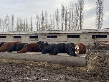 Куры, петухи: Продаю | Корова (самка) | Ангус | Для разведения | Племенные — 5