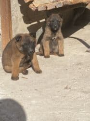 Ит кууту: Иттер сатылат — 1