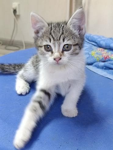 животные кошка: Отдам котят мама крыселовка ! возраст 2 месяца самостоятельные ! — 3