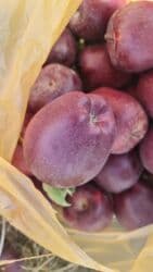 садовый вар бишкек: Яблоки оптом сорт крипсон зимние с темно-фиолетовыми (почти черными) — 6