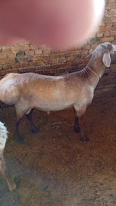 пчелы матки: Продаю | Баран (самец) | Эдильбаевская | Для разведения | Матка — 2