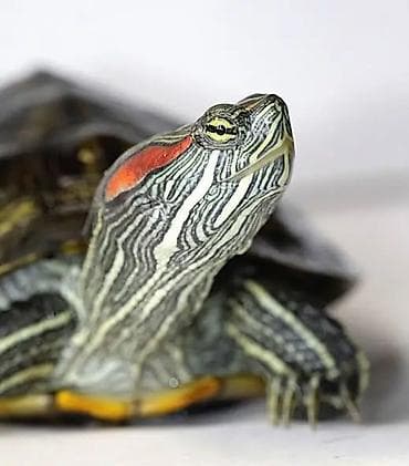Красноухая черепаха (Trachemys scripta elegans) -