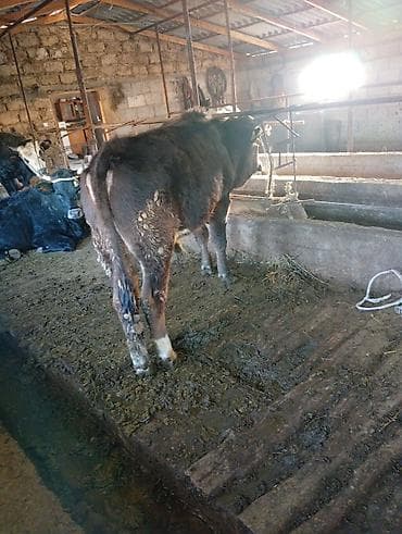 норка животное: Продаю | Бык (самец) | Полукровка | На откорм | Привязанные — 3