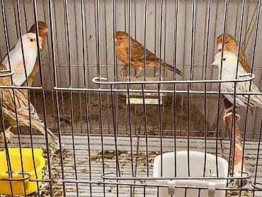 сокол птица цена: Канарейки красный агат — 3