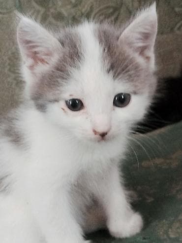 У нас много котёнок не хочу идти at lalafo.kg У нас много котёнок не хочу идти