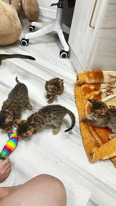 Продажа кошек: Домашние котята. Отец - бенгал. Мама - абессинка. - Возраст: 1,5 — 1