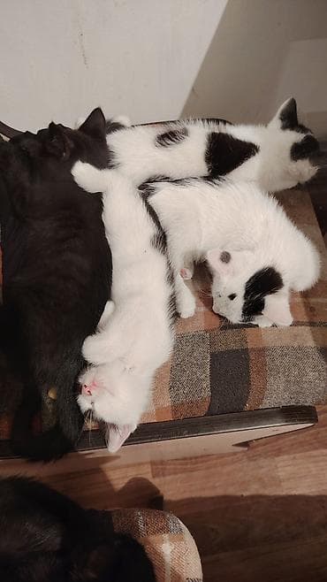 ph down: Котята домашние, пушистые, от одной кошки. В помёте 3 окраса: - чёрный — 5