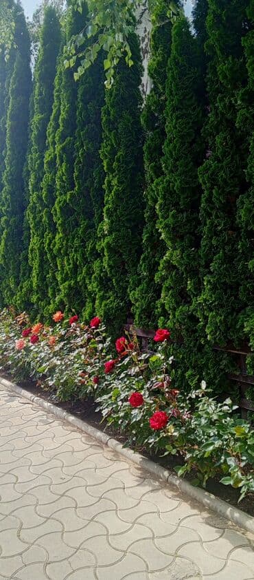 гостевой дом лагуна: Коттедж, Каприз ЦО Каприз, Чолпон-Ата, Парковка, стоянка — 20