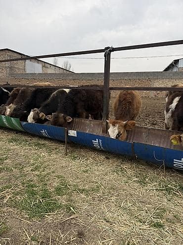 Ветеринар кызматы: Продаю Бычков 6-7 месяцев все хорошие бодрые цена 69000 за оптом — 3