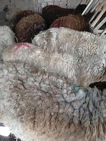 мясо быков: Продаю | Овца (самка) | Для разведения | Матка — 1