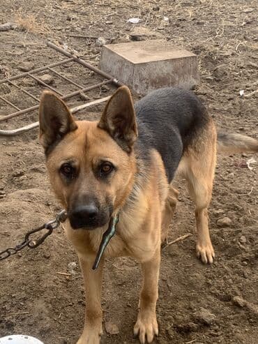 продать собаку: Немецкая овчарка, 1 год, Самец, С прививкой — 1