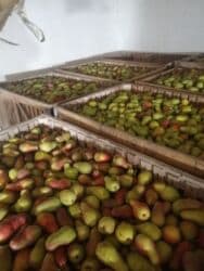 электронный жайнамаз бишкек цена: Алмуруттар Дүңүнөн, Өзү алып кетүү — 6